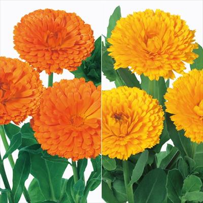 セルトップ(R)苗 キンセンカ 切り花向き ２種セット