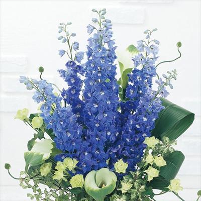 セルトップ(R)苗 デルフィニウム キャンドル ブルー