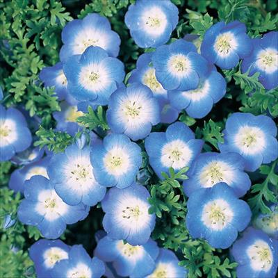 連結パック苗 ネモフィラ インシグニス ブルー