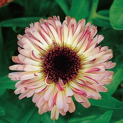 連結パック苗 キンセンカ サンセットバフ