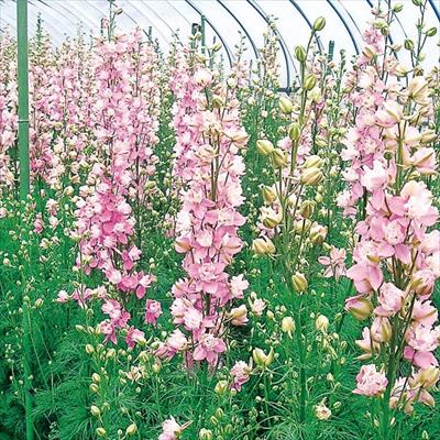 連結パック苗 ラークスパー バースデーローズ