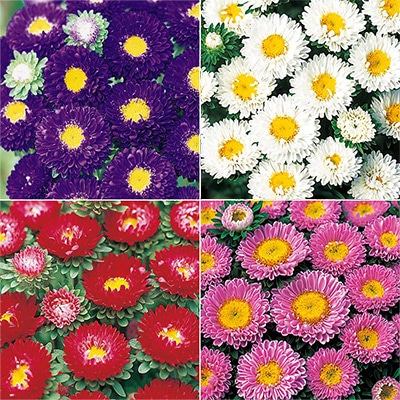 セルトップ(R)苗 4月お届け アスター 松本 4種セット