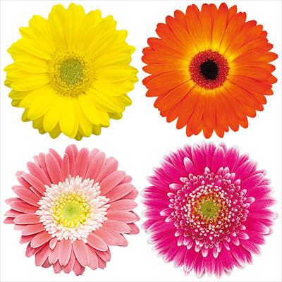 ガーデンガーベラ(R) ガルビネア 4種セット
