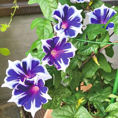 西洋アサガオ スノーフレーク