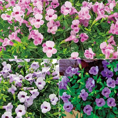 スーパートレニア カタリーナ 3種セット