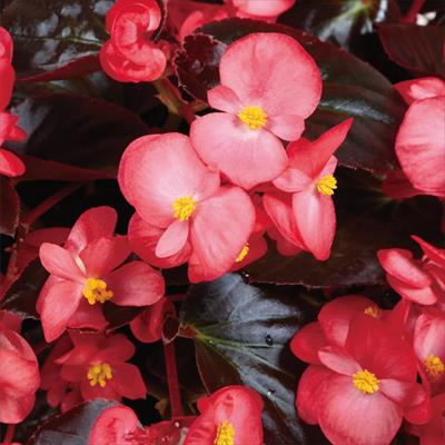 ベゴニア バイキング（R) レッドオンチョコレート（黒葉）