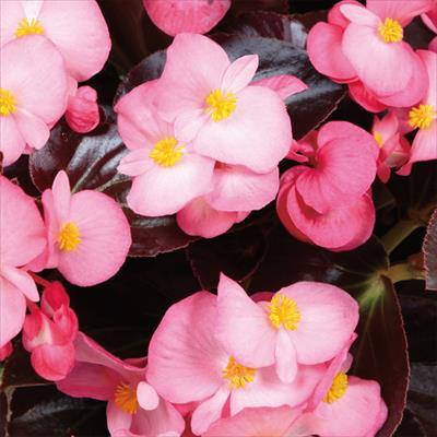 ベゴニア バイキング（R) ピンクオンチョコレート（黒葉）