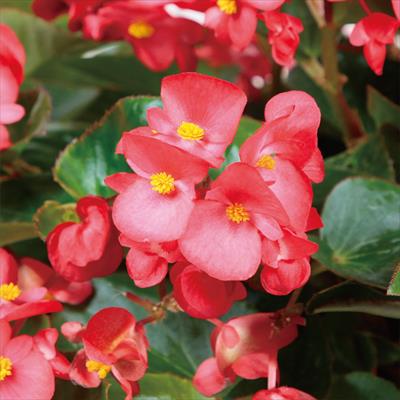 ベゴニア バイキング（R) レッドオングリーン（緑葉）