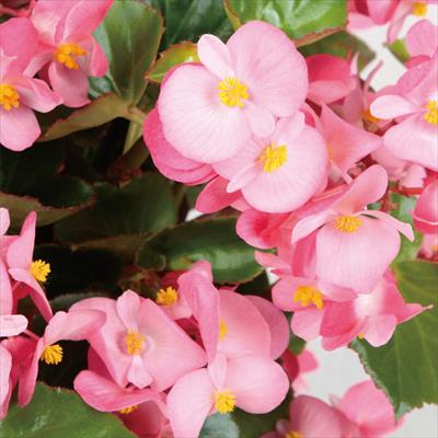 ベゴニア バイキング（R) ピンクオングリーン（緑葉）