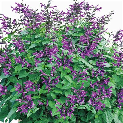 スーパーサルビア ロックンロール ディープパープル