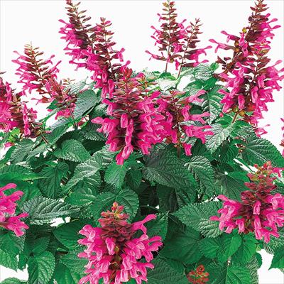 スーパーサルビア ロックンロール ピンクスパイダー