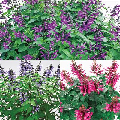 スーパーサルビア ロックンロール 3種セット