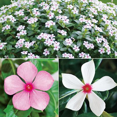 ニチニチソウ ミニナツ　3種セット