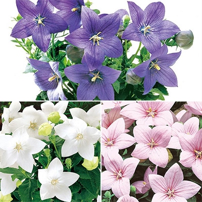 セルトップ(R)苗 キキョウ アストラ 3種セット