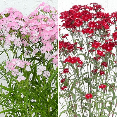 春待ち（R）苗 ダイアンサス 2種セット