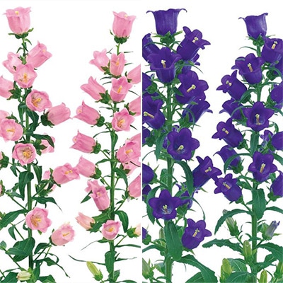 春待ち（R）苗 カンパニュラ チャイム 2種セット