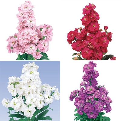 セルトップ(R)苗 ストック マイム 4種セット