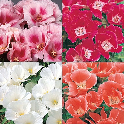 連結パック苗 ゴデチヤ ジューン 4種セット