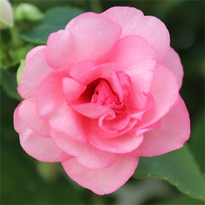 バラ咲きインパチエンス カリフォルニアローズ フィエスタ(R) ピンクラッフル