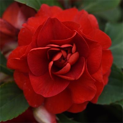 バラ咲きインパチエンス カリフォルニアローズ フィエスタ(R) ダークレッド