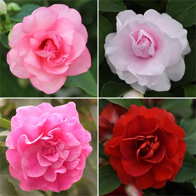 バラ咲きインパチエンス カリフォルニアローズ フィエスタ(R) 4種セット