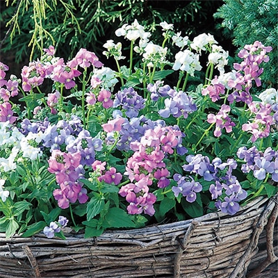 連結パック苗 宿根ネメシア アレンジ 2種セット