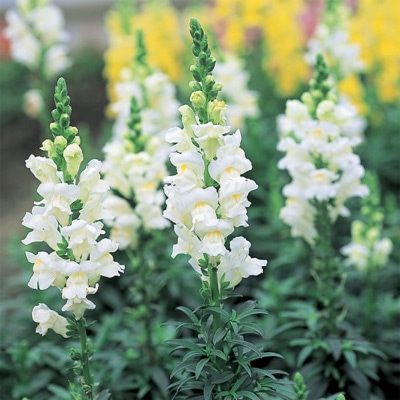 春待ち(R)苗 キンギョソウ ソネット ホワイト