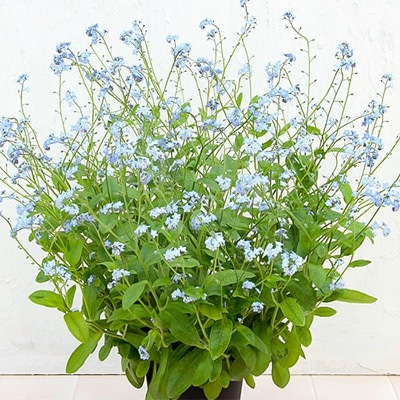 春待ち(R)苗 わすれな草