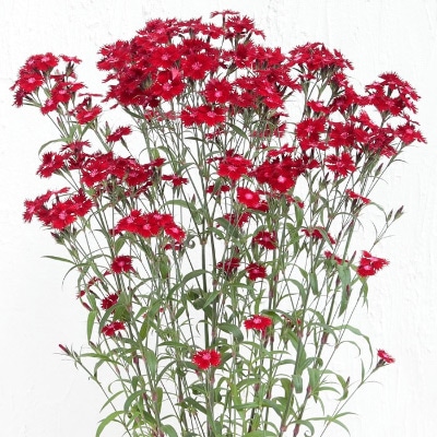 春待ち(R)苗 ダイアンサス レッド