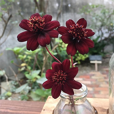 チョコレートコスモス チョカモカ