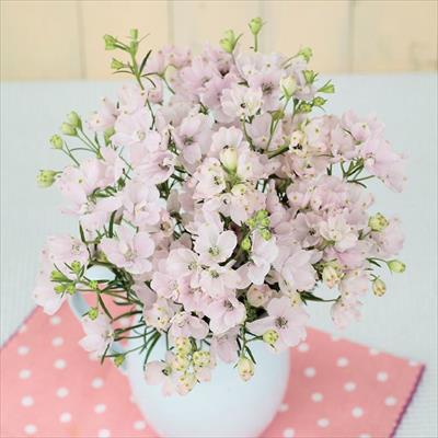 春待ち(R)苗 デルフィニウム プデル　シェルピンク