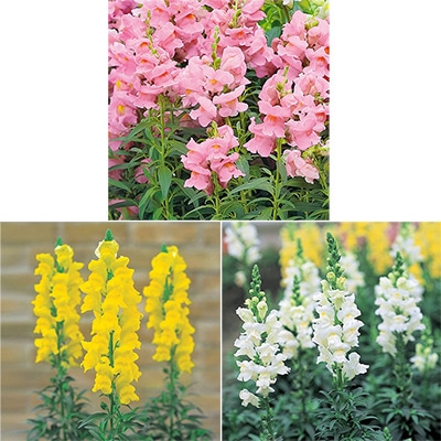 春待ち(R)苗 キンギョソウ ソネット カラフルAセット