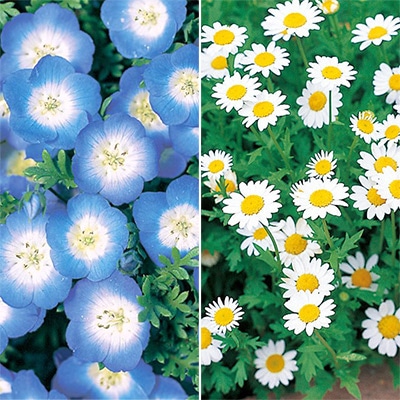 連結パック苗 ネモフィラ ＋ クリサンセマム 2種セット