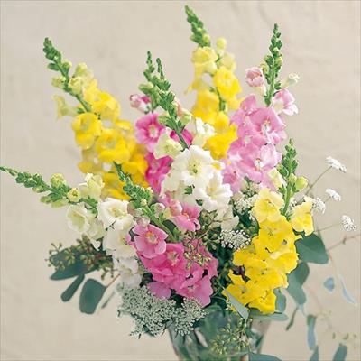 連結パック苗 キンギョソウ ファルファレ 4種セット