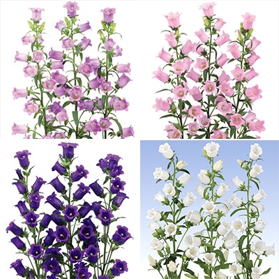 セルトップ(R)苗 カンパニュラ チャンピオンiQ 4種セット