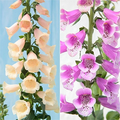 春待ち（R）苗 ジギタリス