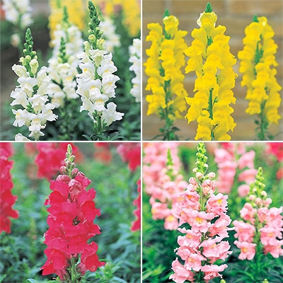 春待ち（R）苗 キンギョソウ ソネット 4色セット