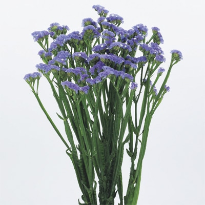 春待ち（R）苗 スターチス エリオット スカイブルー