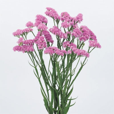 春待ち（R）苗 スターチス エリオット ディープローズ