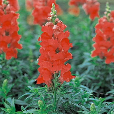 春待ち（R）苗 キンギョソウ ソネット レッド