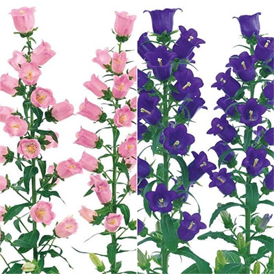 春待ち（R）苗 カンパニュラ チャイム ２種セット