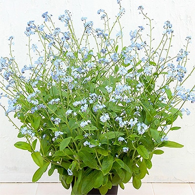 春待ち（R）苗 わすれな草