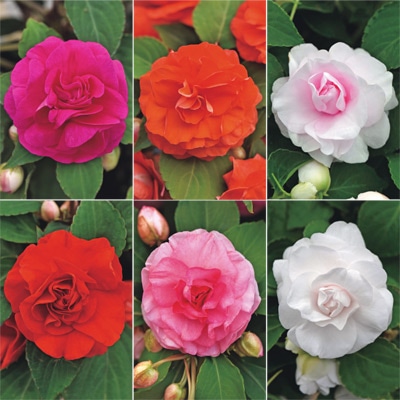 バラ咲きインパチェンス カリフォルニアローズ  フィエスタ（R）＋Plus 6種セット