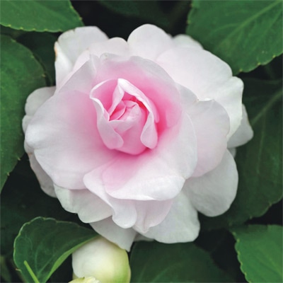 バラ咲きインパチェンス カリフォルニアローズ  フィエスタ（R）＋Plus アップルブロッサム