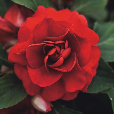 バラ咲きインパチェンス カリフォルニアローズ  フィエスタ（R）＋Plus ダークレッド