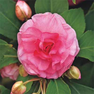 バラ咲きインパチェンス カリフォルニアローズ  フィエスタ（R）＋Plus ピンクラッフル