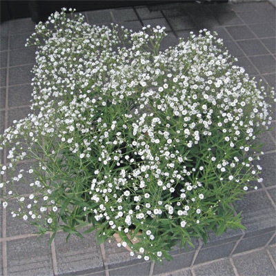 宿根かすみ草 サマースパークレス