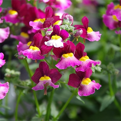 ネメシア アロマンス バニラチェリー