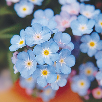 わすれな草 ミオマルク