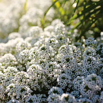 スーパーアリッサム スノープリンセス